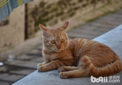 猫咪眼睛抽泣，眼屎多该怎样办？ 　　
