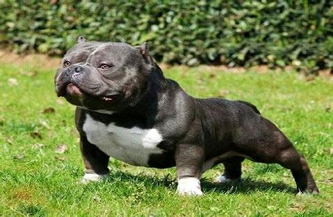 想养恶霸犬?你了解恶霸犬几钱一只吗？ 