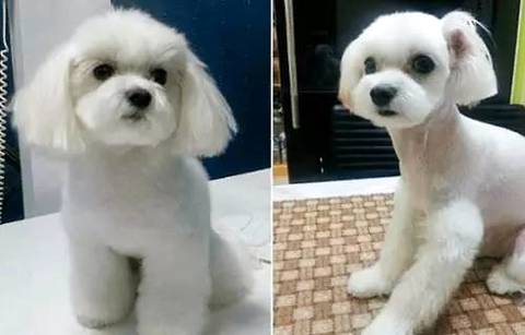 乌色的泰迪狗，几钱一只？