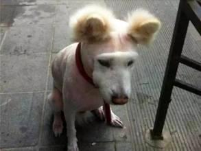“狗狗身上有跳蚤怎样办”有何妙招？ 