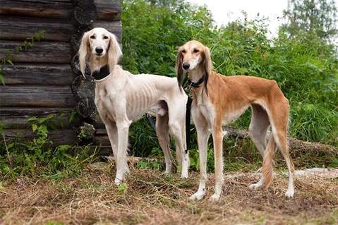 猎犬如何训练喊回来？训练猎犬需要注意什么？(图1)