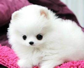 小博美犬的训练方法是什么？(图1)