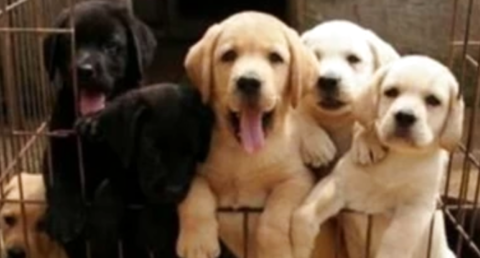 拉布拉多犬价格如何？值得入手吗？(图1)