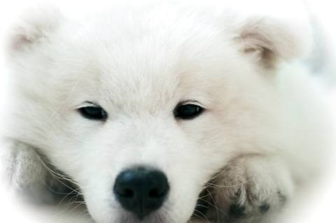 贵宾犬和泰迪的区别有哪些？它们有什么不同？(图1)