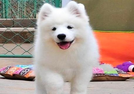 如何对两个月大的萨摩耶犬进行训练？(图2)