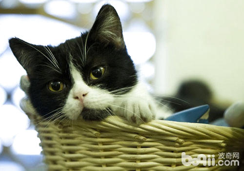 猫咪有哪些难以捉摸的行动？