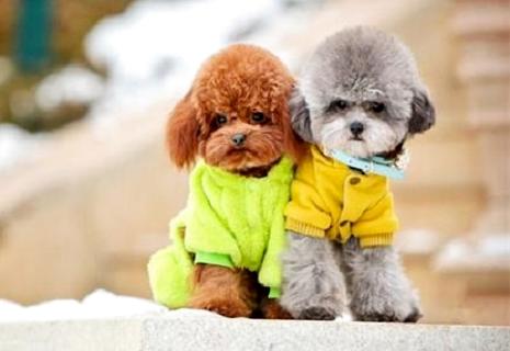 泰迪犬几钱一只？不共品相价钱不普遍 