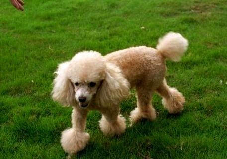 怎样训练贵宾犬大便？三步走解决难题！(图2)