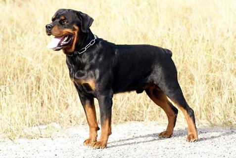 你了解罗威纳犬幼犬价钱吗？ 