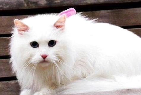 养猫和养狗的辨别有哪些？