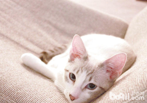 猫咪有帮于戒烟？