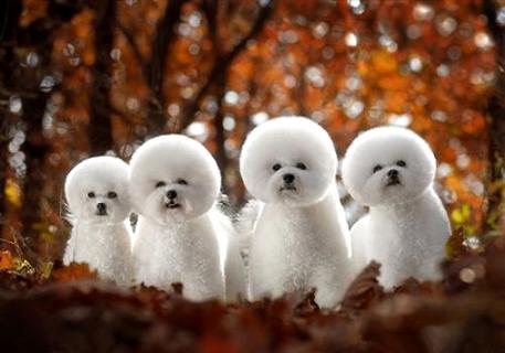 “比熊犬几钱一只”， 普遍家庭不妨接受吗？ 