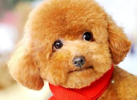 泰迪犬几钱一只？不共品相价钱不普遍 