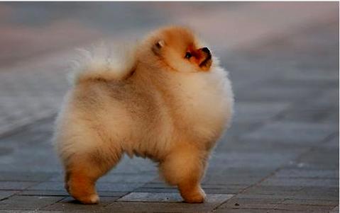 犬前进转身怎么训练？(图1)