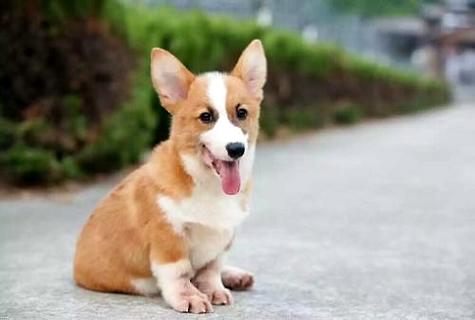 一只柯基幼犬多少钱？怎样才能买到心仪的柯基犬？(图2)