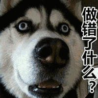 狗狗能不能吃巧克力吗？为什么？(图1)