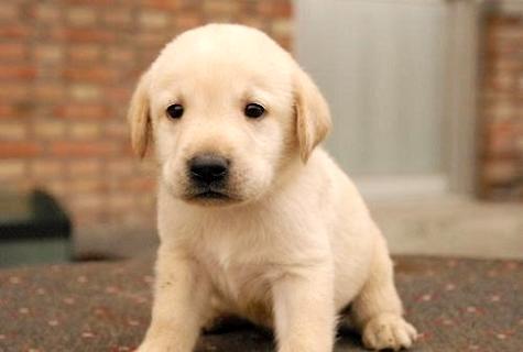 拉布拉多幼犬多少钱？好养吗？(图2)