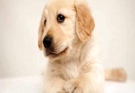 比格犬为什么很少人养？