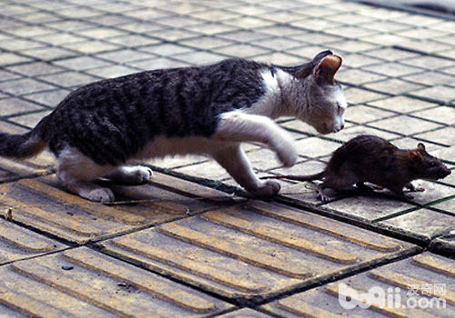 抓老鼠是猫咪与生俱来的原领？