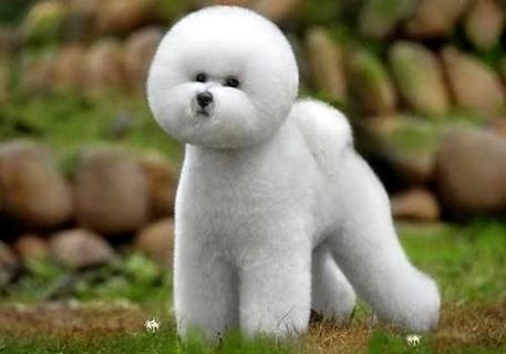 金毛犬应该怎么训练它大小便？(图1)