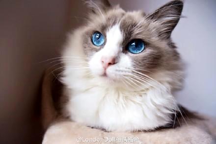 小猫太过调皮了，怎么办呢？(图1)