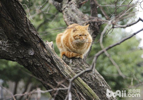 快过年了，不要让猫咪受鞭炮声效率
