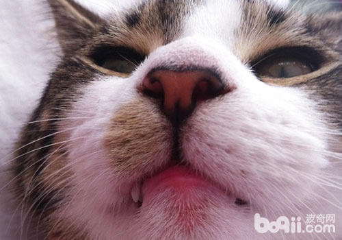  猫咪嘴唇用处感觉？