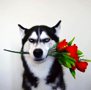 比特犬是怎么样训练的？(图1)
