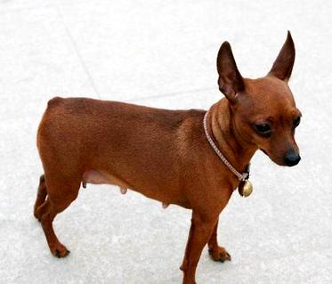 小鹿犬哪种脸色最贵？小鹿犬价钱几？