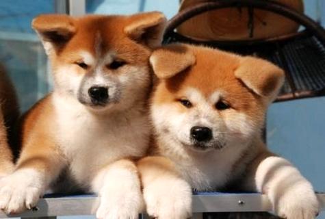 忠犬八公是什么狗？