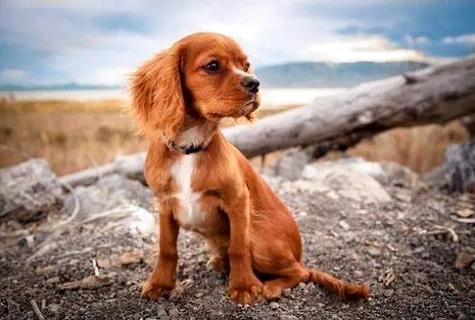 边境牧羊犬训练用品，一起来看看吧。(图2)