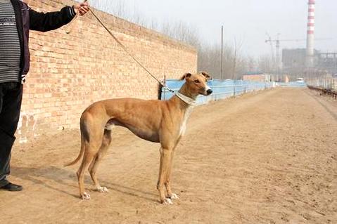格力犬晚上怎么训练？(图1)