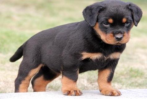 故乡犬几钱一只？怎么样选购健壮的狗狗？