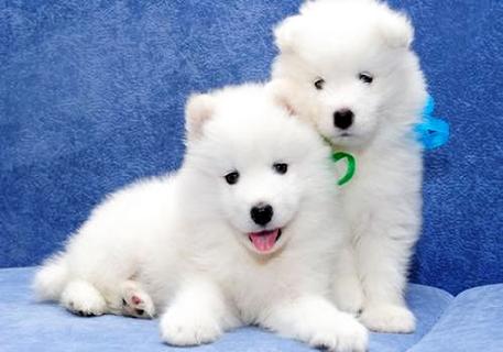 想养萨摩犬，那么你领会萨摩犬几钱一只吗？ 