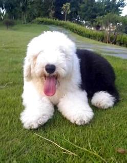 古牧犬几钱一只？最新古牧价钱炽热出炉！