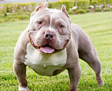 恶霸犬价钱几钱一只，它们有何特性？