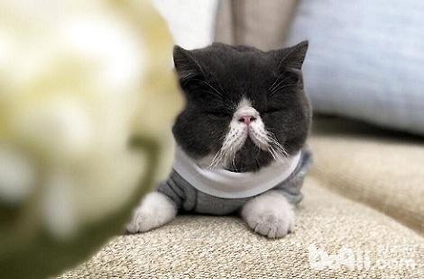 怎样才华让猫咪养成良佳的习气？