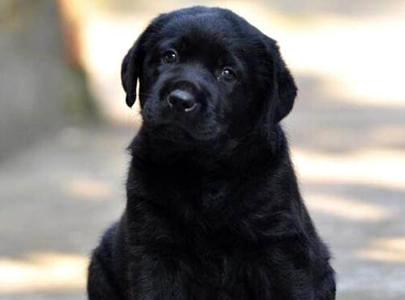 拉布拉多寻回犬价格大概是多少？哪些因素影响其价格？(图1)