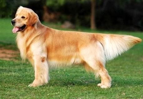 金毛幼犬到底应该怎么喂养呢！一起来看看吧！(图1)