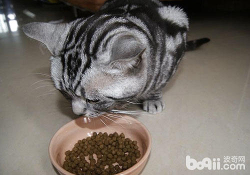 猫咪靠味觉辨别有害食物？