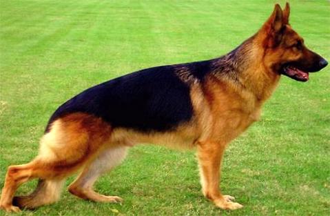想领会德国牧羊犬 幼犬价钱吗！所有来瞅瞅吧！