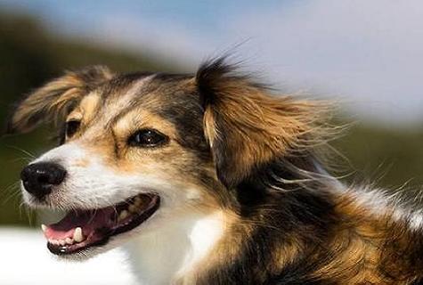 金毛犬应该怎么训练它大小便？(图2)