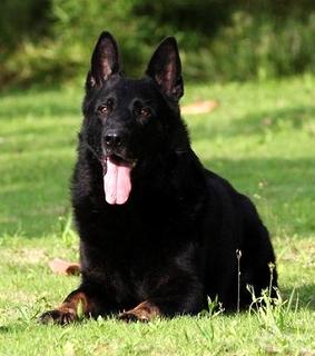 纯种德国牧羊犬价格?哪些因素影响价格？(图1)