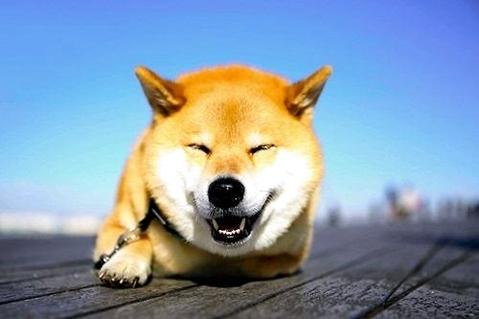 柴犬吃什么样的狗粮闭于它比拟佳？