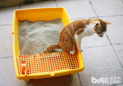 猫砂怎样运用才华让猫咪感触舒坦？