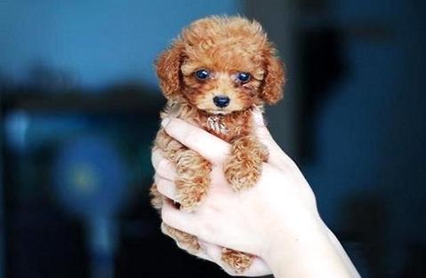 巨型客人犬几钱？这篇文章告知你！  