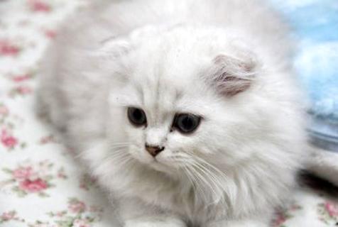 如何训练猫上厕所？(图2)