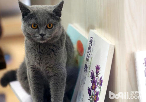 猫咪典籍籍馆：既能借书籍，也能借猫？