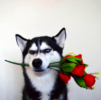 金毛犬喂什么狗粮好？(图2)
