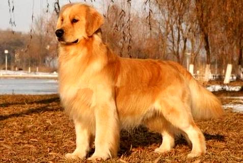共样是寻回犬，对于比拉布拉多，为什么金毛没有吻合干警犬？